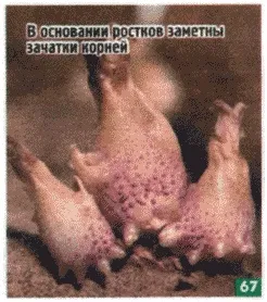 Як прискорити розмноження картоплі (розмноження картоплі зростання-ками) Як прискорити розмноження картоплі