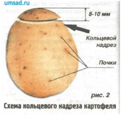 Як прискорити розмноження картоплі (розподілом бульби) Як прискорити розмноження картоплі