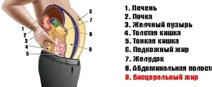 Як прибрати жир з внутрішніх органів (внутрішніх) Як прибрати жир з внутрішніх органів