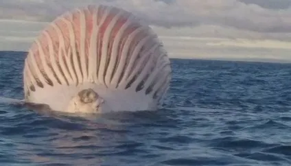 Як дивно вмирають кити