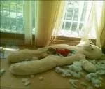 Яку собаку вибрати для працюючих людей