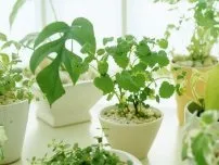 Як доглядати за листям домашніх квітів, квіти в будинку (садиба) (квіти) Як доглядати за листям домашніх квітів, квіти в будинку (садиба)