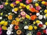 Як виростити тюльпани в теплиці до дати - 14 лютого чи 8 березня (виростити) Як виростити тюльпани в теплиці до дати - 14 лютий чи 8 березня