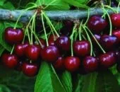 Як вирощувати жимолость блакитне веретено - посадка і догляд