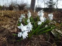 Як виростити проліски на дачі (квітникар) Як виростити проліски на дачі