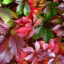 Як виростити шпинат на підвіконні, приватний будинок (даної овочевої культури) Як виростити шпинат на підвіконні, приватний будинок