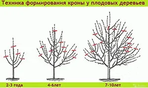 Як виконати форміровку крони дерева абрикоса (абрикоса) Як виконати форміровку крони дерева абрикоса