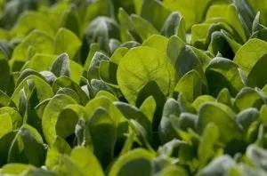 Як виростити шпинат взимку на підвіконні (підвіконні) Як виростити шпинат взимку на підвіконні