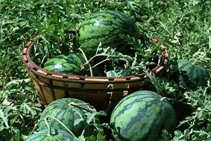 Як виростити кавун на Уралі - секрети агротехніки (кавун) Як виростити кавун на Уралі - секрети агротехніки