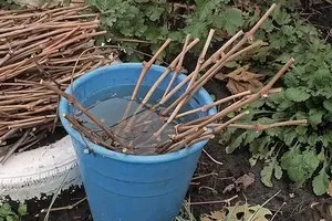 Як виростити дівочий виноград сорту дикого винограду, посадка біля паркану і догляд, корисні поради (виноград) Як виростити дівочий виноград сорту дикого винограду, посадка біля паркану і догляд, корисні поради