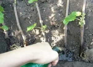 Як виростити дівочий виноград сорту дикого винограду, посадка біля паркану і догляд, корисні поради (дикого) Як виростити дівочий виноград сорту дикого винограду, посадка біля паркану і догляд, корисні поради