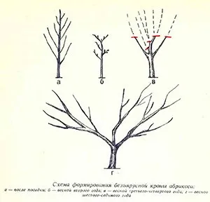 Як виконати форміровку крони дерева абрикоса (форміровку) Як виконати форміровку крони дерева абрикоса