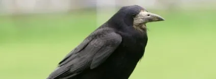 Як виживають ворони восени і взимку, kaksdelatpravilno (перелітають місця місце) Як виживають ворони восени і взимку, kaksdelatpravilno