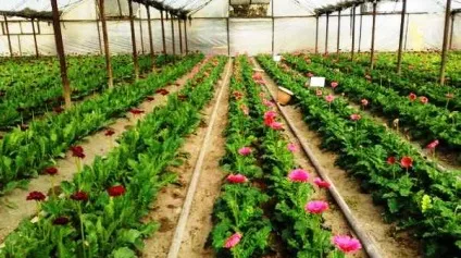 Як вирощувати квіти в теплиці, квітникар-консалтинг (вирощування квітів в теплиці) Як вирощувати квіти в теплиці, квітникар-консалтинг