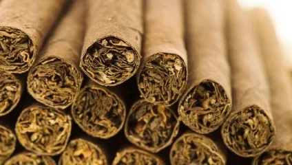 Як виростити тютюн поради, фото і цікавий фільм (тютюн) Як виростити тютюн поради, фото і цікавий фільм