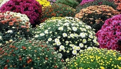 Як виростити шикарні хризантеми, квітник