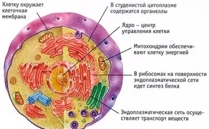 Як виглядають ракові клітини фото зі збільшенням і пояснення (фото) Як виглядають ракові клітини фото зі збільшенням і пояснення