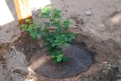 Як вирощувати жимолость блакитне веретено - посадка і догляд