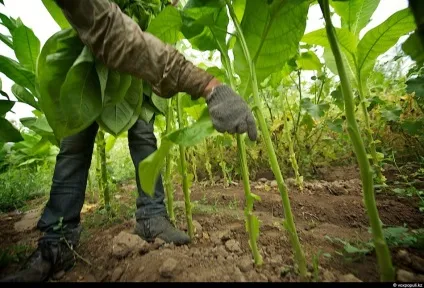Як вирощують тютюн - новини в фотографіях (тютюн) Як вирощують тютюн - новини в фотографіях