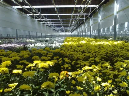 Як вирощувати квіти в теплиці, квітникар-консалтинг (квіти) Як вирощувати квіти в теплиці, квітникар-консалтинг
