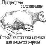 Передпологовій залеживанием у корів, у кіз (корів) Передпологовій залеживанием у корів, у кіз