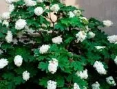 Правильні посадка і догляд за нектарином навесні і не тільки (тільки) Правильні посадка і догляд за нектарином навесні і не тільки