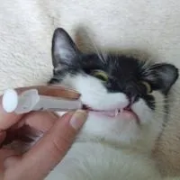 Празіцід для кошенят