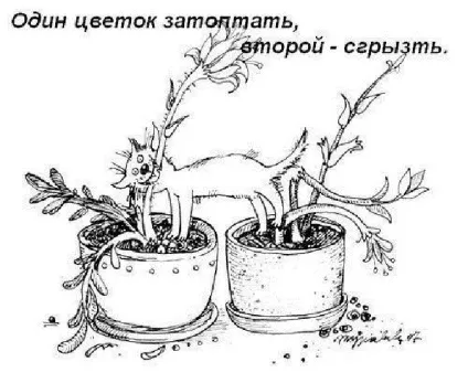 Правила котячого етикету, кіт і кішка