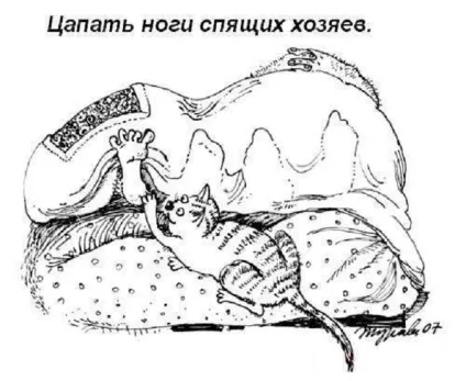 Правила котячого етикету, кіт і кішка