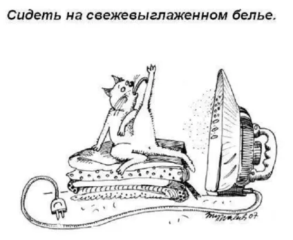 Правила котячого етикету, кіт і кішка