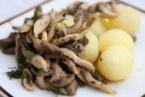 Як зберігати гливи в домашніх умовах обробка і заморожування, грибний сайт (зберігати) Як зберігати гливи в домашніх умовах обробка і заморожування, грибний сайт