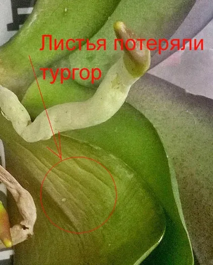 Як змусити орхідею випустити цветонос або чому не цвіте орхідея фаленопсис (phalaenopsis) (чому) Як змусити орхідею випустити цветонос або чому не цвіте орхідея фаленопсис (phalaenopsis)