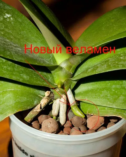 Як змусити орхідею випустити цветонос або чому не цвіте орхідея фаленопсис (phalaenopsis) (орхідею) Як змусити орхідею випустити цветонос або чому не цвіте орхідея фаленопсис (phalaenopsis)