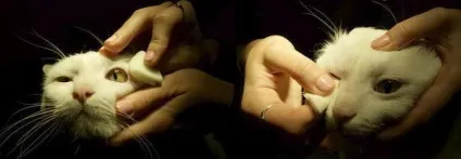 Як закапати кішці очні краплі - загадкові кішки (розчини) Як закапати кішці очні краплі - загадкові кішки