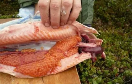 Як засолити ікру форелі будинку дуже просто! Способи (ікру) Як засолити ікру форелі будинку дуже просто! способи