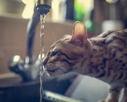 Як змусити кота або кішку пити більше води (води) Як змусити кота або кішку пити більше води