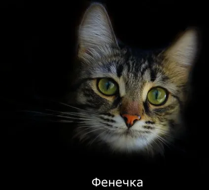 Як я відучила кота гадити під дверима (відучила) Як я відучила кота гадити під дверима