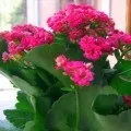 Каланхое догляд в домашніх умовах лікувальний, перисті, фото і відео