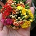 Каланхое догляд в домашніх умовах лікувальний, перисті, фото і відео