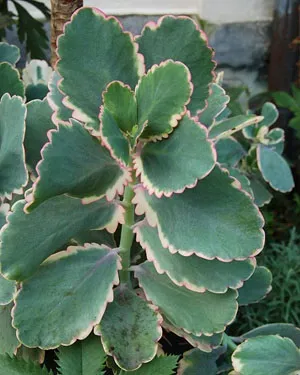 Каланхое види - фото і назви (Bryophyllum daigremontianum Berger) Каланхое види - фото і назви