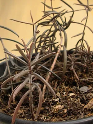 Каланхое види - фото і назви (Bryophyllum daigremontianum Berger) Каланхое види - фото і назви