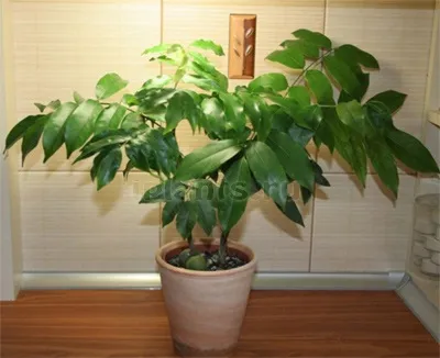 Каштаноспермум castanospermum