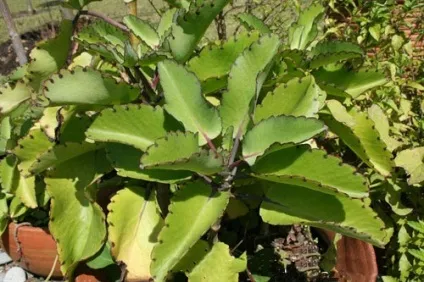 Каланхое види - фото і назви (Bryophyllum daigremontianum Berger) Каланхое види - фото і назви