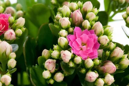 Каланхое різновиди, назви, фото і поради по догляду (каланхое) Каланхое різновиди, назви, фото і поради по догляду