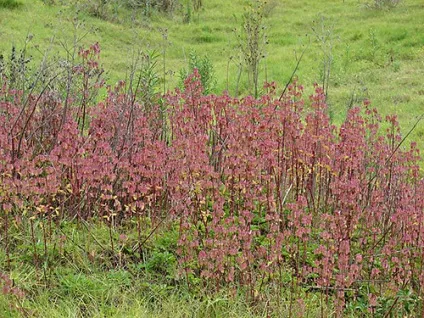Каланхое види - фото і назви (Bryophyllum daigremontianum Berger) Каланхое види - фото і назви