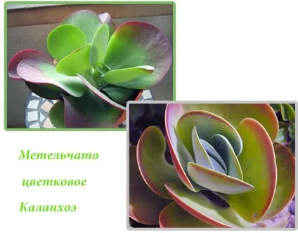 Каланхое види - фото і назви (Bryophyllum daigremontianum Berger) Каланхое види - фото і назви