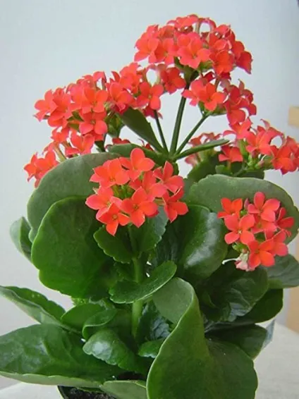 Каланхое види - фото і назви (Bryophyllum daigremontianum Berger) Каланхое види - фото і назви