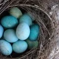 До чого сняться кури (сонник), курка до чого сниться уві сні (сонник) До чого сняться кури (сонник), курка до чого сниться уві сні
