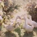 До чого сняться кури (сонник), курка до чого сниться уві сні (чого) До чого сняться кури (сонник), курка до чого сниться уві сні