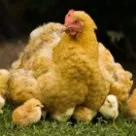 До чого сняться курка і курчата